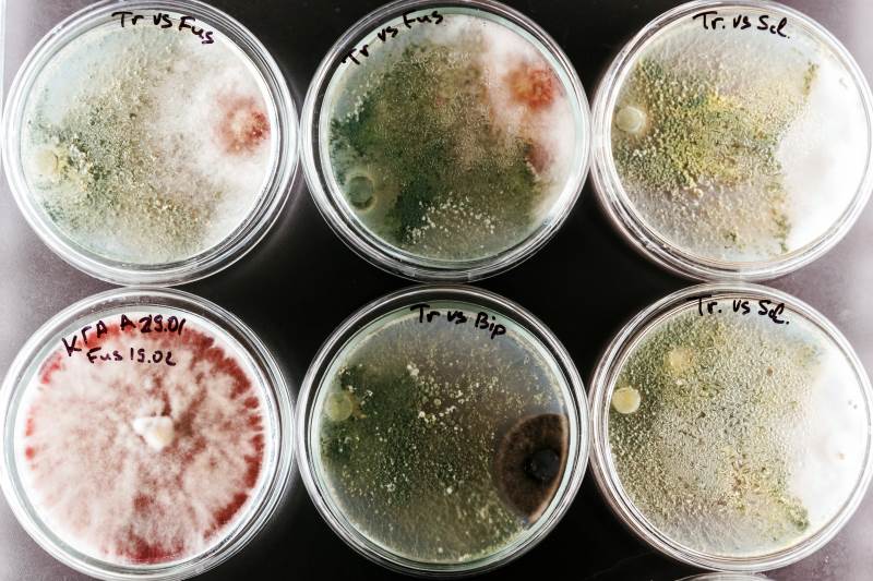 trichoderma-and-sclerotinia