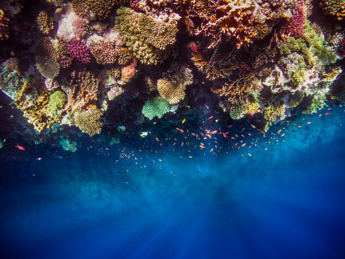 coral reef and fishes surrounded by it