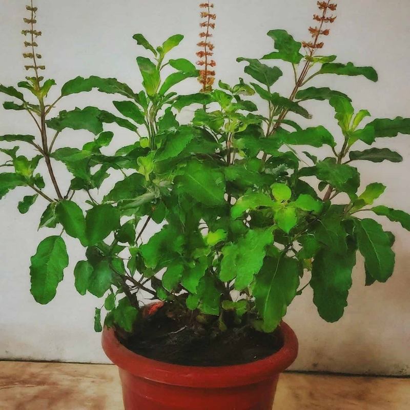 Tulsi Plant