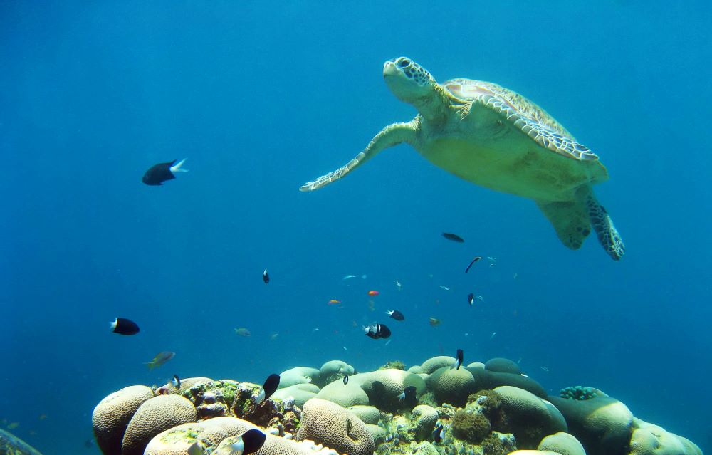 turtle swimming underwater in sea