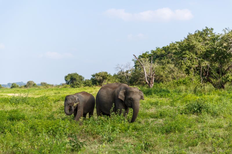 udawalawe national park udawalawe