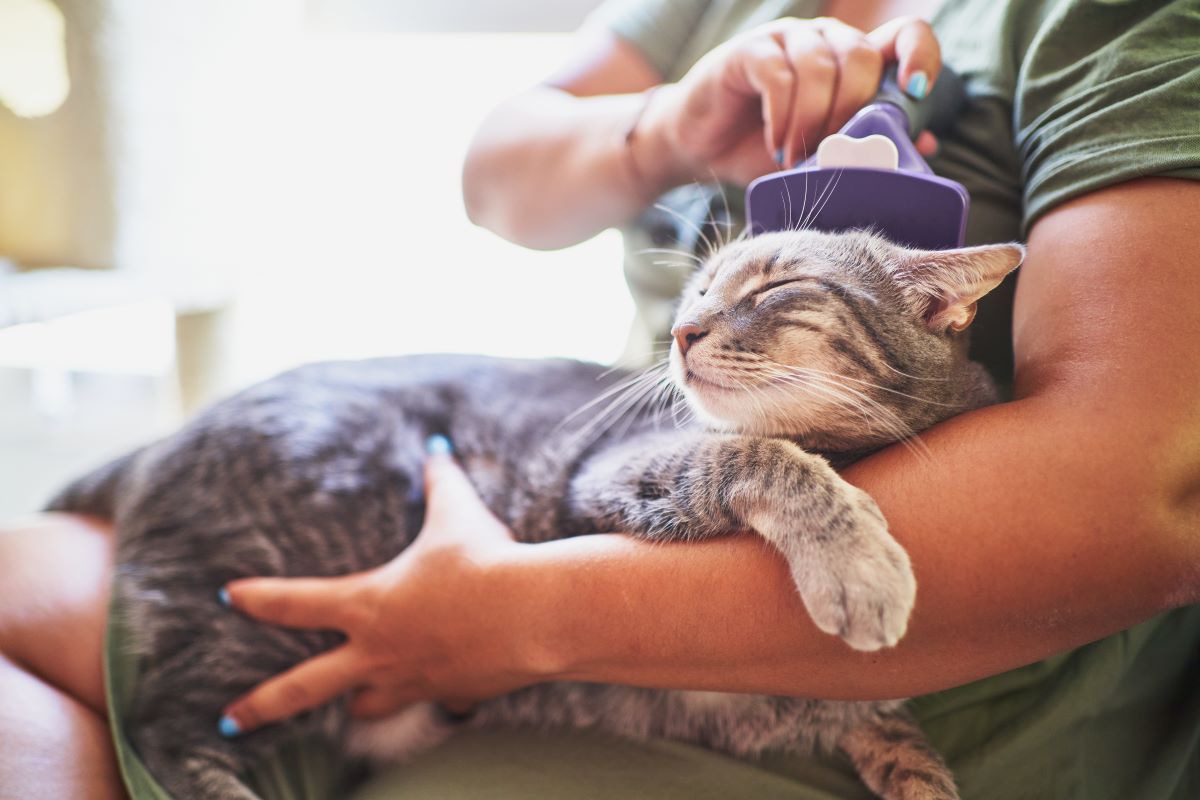 woman brushing her cat