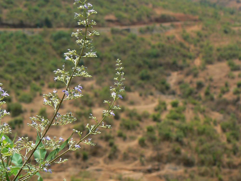 uses-of-nirgundi-flowers