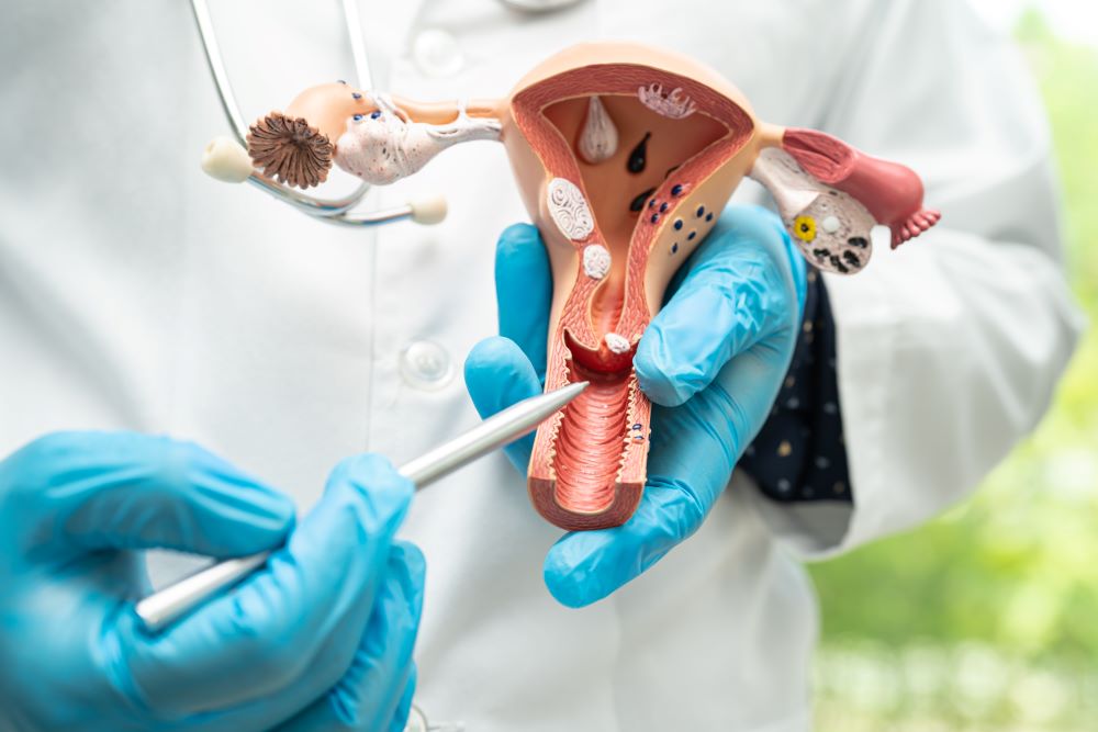 uterus-doctor-holding-anatomy