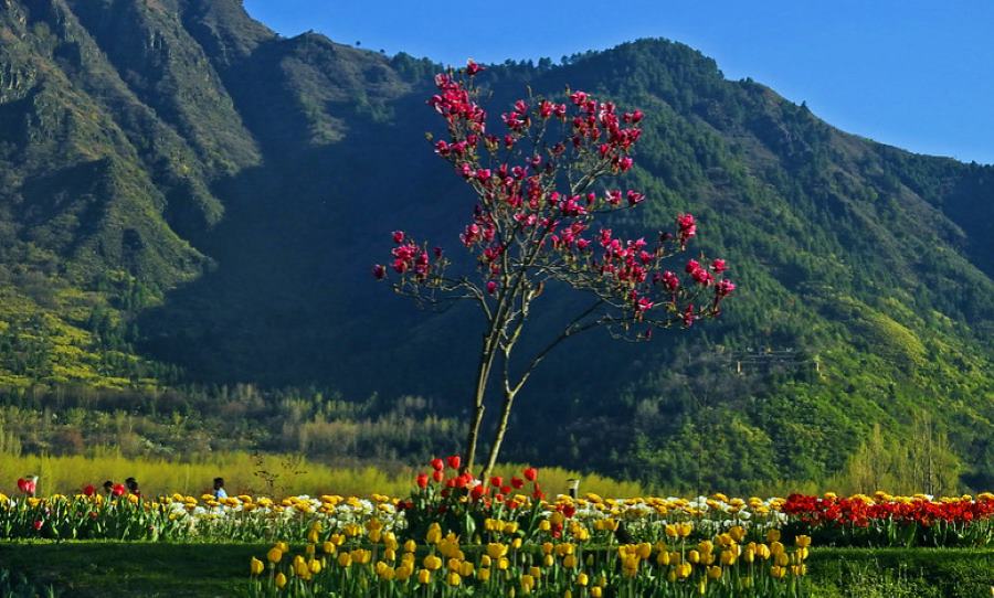 beautiful valley of flowers