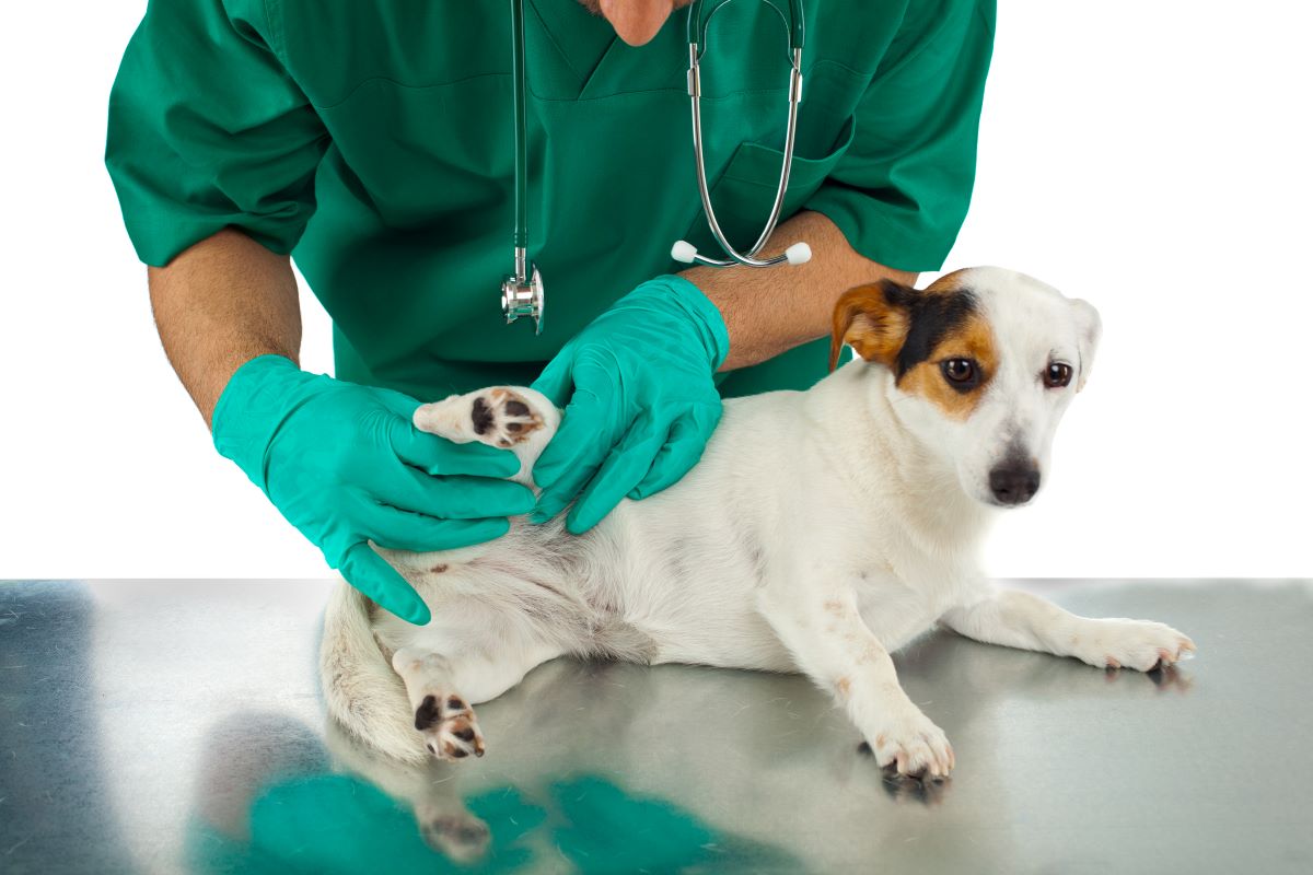 Hip Dysplasia in Dogs Causes Symptoms How to Treat