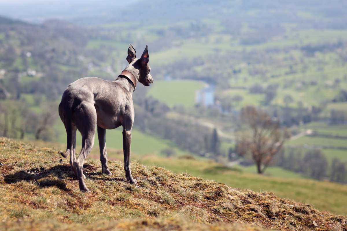 whippet dog standing in the edge of the mountain