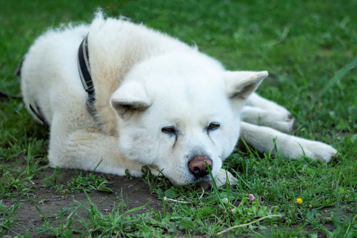 white akita dog