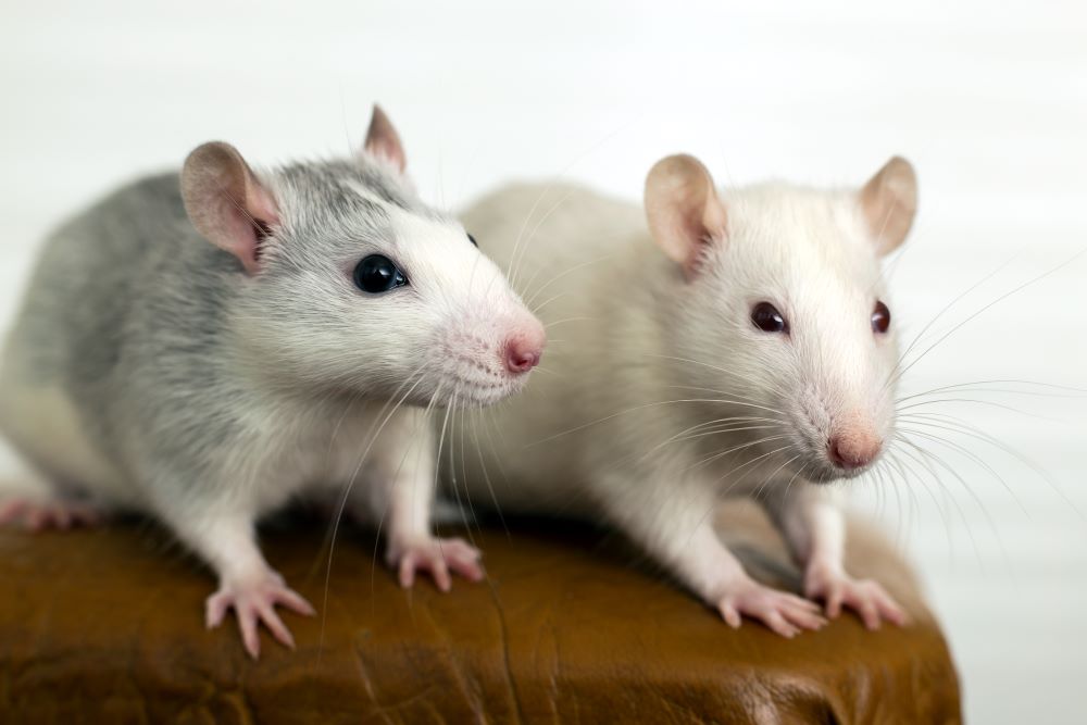 white-domestic-rats