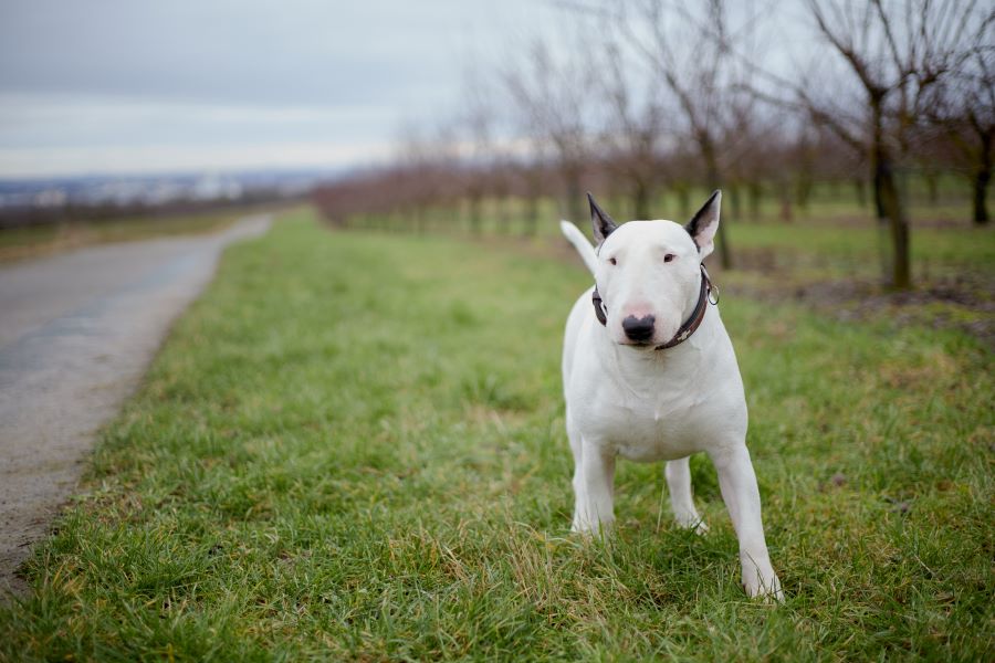 white bull terrier dog