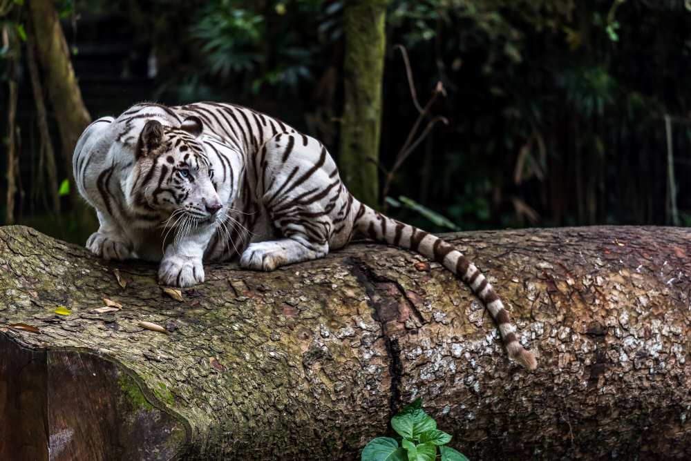 singapore zoo