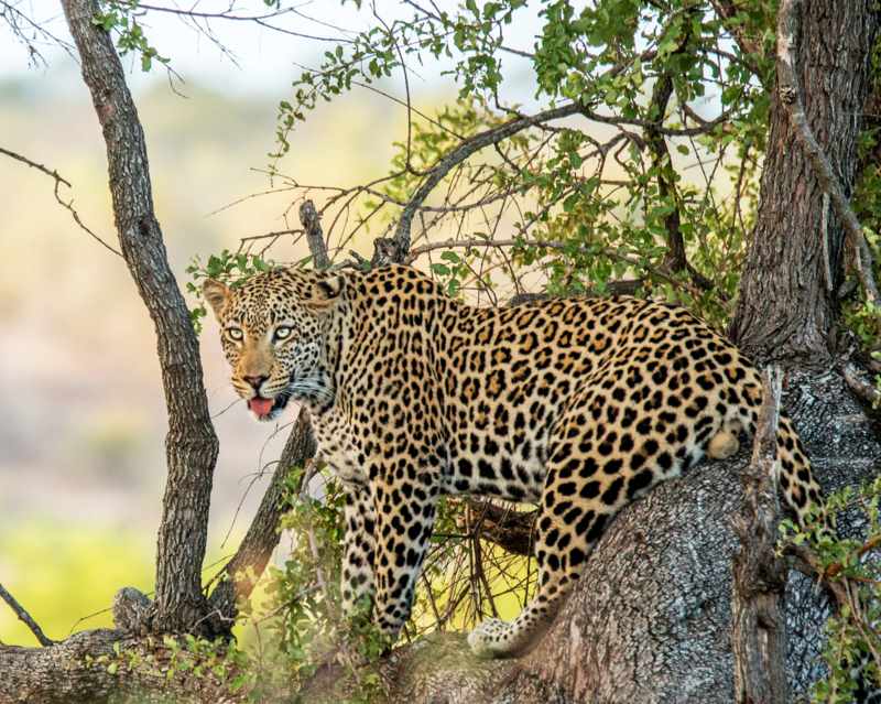 view of an animal in wildlife sanctuary at andhra pradesh