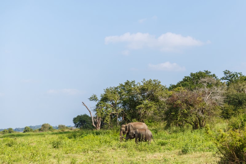 yala national park colombo