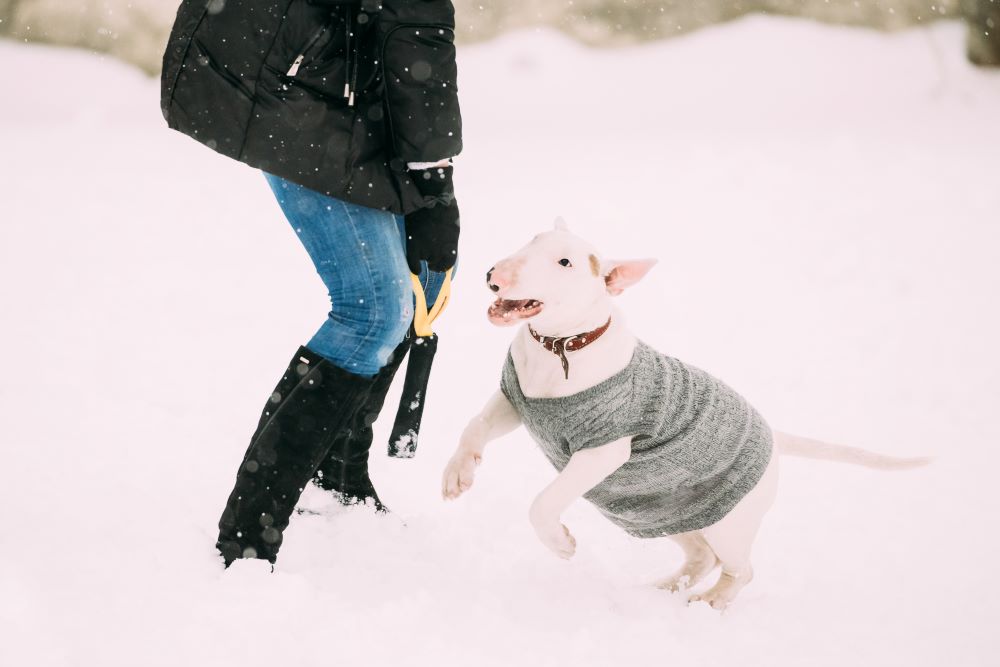 bull terrier dog in snow