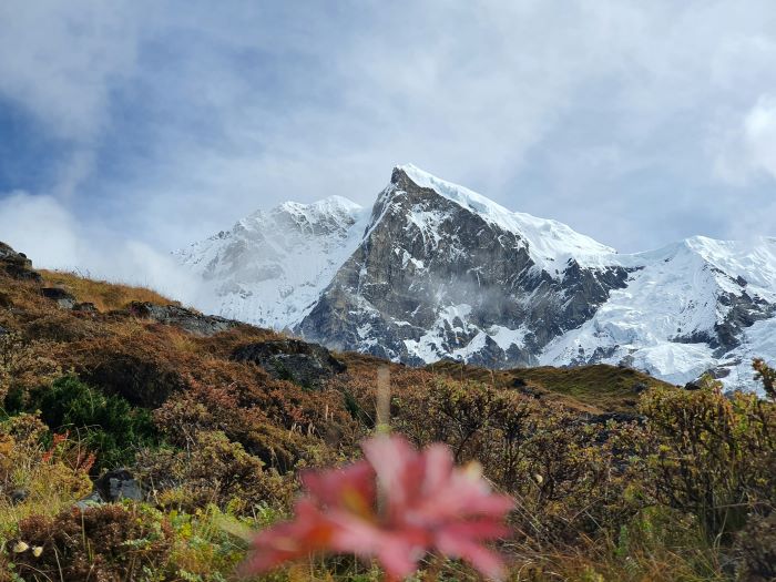 view of snow covered hills with blurred flower in background