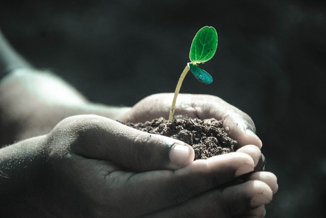 growth of plant on soil