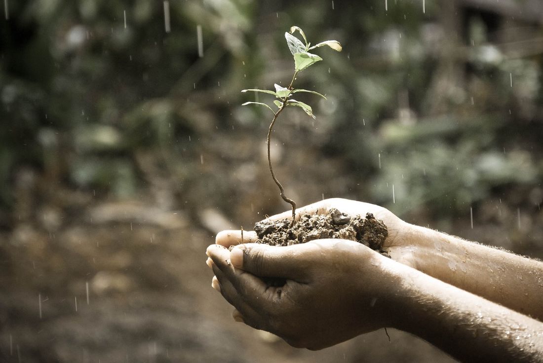 soil growth on hands